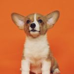 Where To Get Your Puppy From