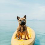 Keeping Your Older Dog Healthy & Active