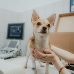 Arranging Your First Vet Visit