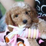 When’s the Right Time to Get Another Dog?