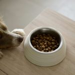 Diet Changes for an Ageing Dog
