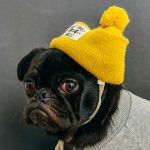 What To Expect On Your Puppy's First Vet Visit