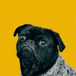 Sniffer Hero Image Fallback