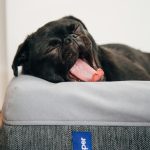Is A Puppy Right For You?