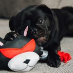 Everything You Need To Know About Puppy Training Classes