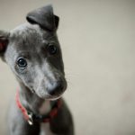 Finding The Right Vets For Your Puppy