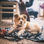 How To Make Your Puppy Feel At Home