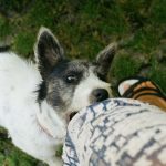 How to Tackle Bad Behaviour in Teenage Dogs