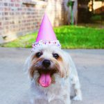 Celebrating Your Dog's First Birthday