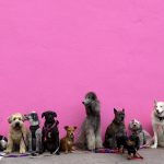 Which Breed Is Right For Me?