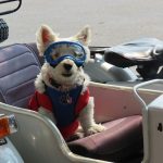 Taking Your Puppy in the Car