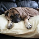 Dealing With The Loss Of Your Dog