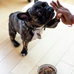 What Your Adult Dog Can & Can't Eat