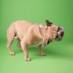 Keeping Up to Date With Worming & Flea Treatment