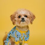 What To Expect On Your Puppy’s First Day At Home