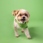 Building Routines For Your Puppy