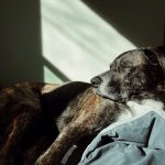 House Proofing Your Home For An Ageing Dog