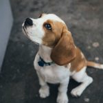Giving Your Puppy Flea & Worming Treatment