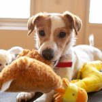Choosing Toys | Our Guide To Pooch Play