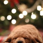 A Dog's First Christmas