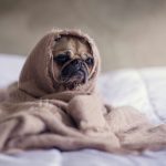 Should I Adopt A Dog?