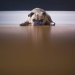 Curing Teenage Doggy Boredom