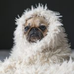 What Are The Most Common Poisonous Items A Dog Can Eat?