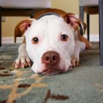 What Changes to Expect in Your Teenage Puppy