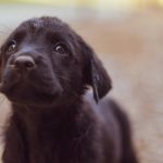 How to Potty Train Your Puppy