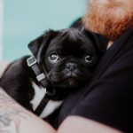 Things To Ask Your Dog Breeder
