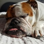 How To Find The Right Pet Insurance