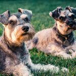 Should I Have My Dog Spayed or Neutered?