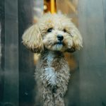 Leaving Your Puppy At Home
