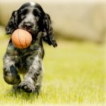 Creating the Perfect Outdoor Space for Your Dog