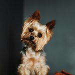 Should I Buy A Pedigree Dog?