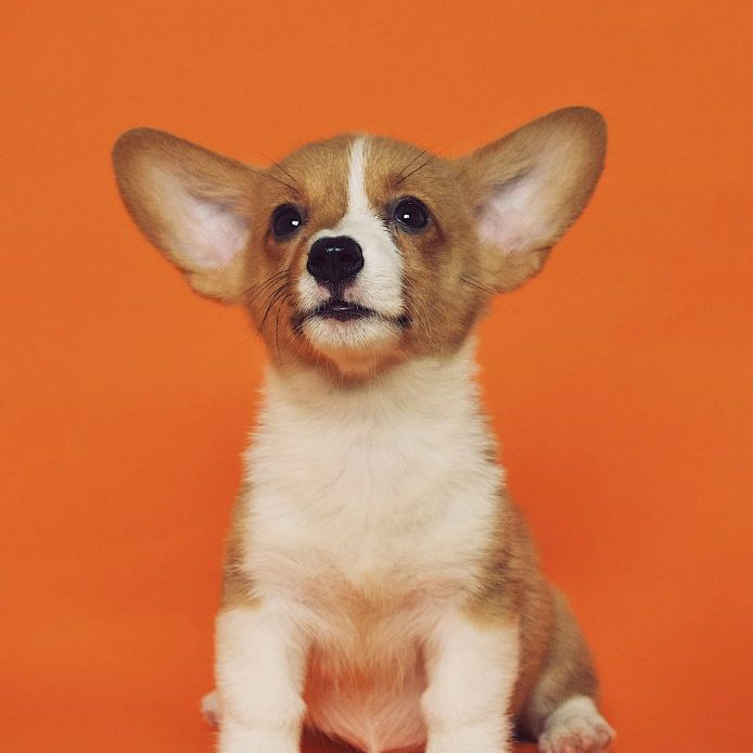 Where To Get Your Puppy From Where To Get Your Puppy From