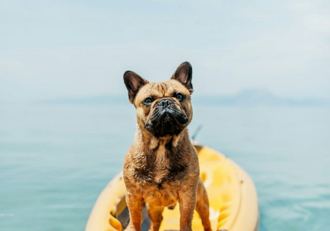 Keeping Your Older Dog Healthy & Active