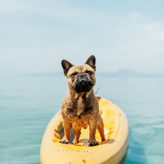 Keeping Your Older Dog Healthy & Active Keeping Your Older Dog Healthy & Active