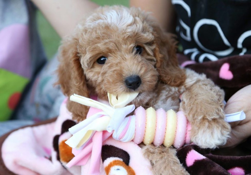 When’s the Right Time to Get Another Dog?