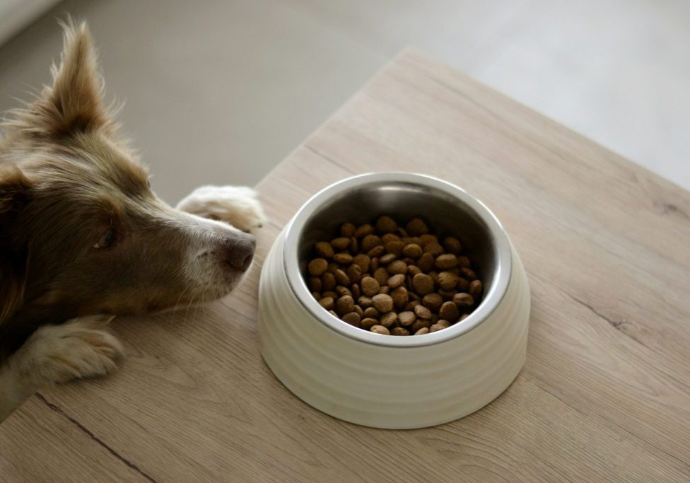 Diet Changes for an Ageing Dog