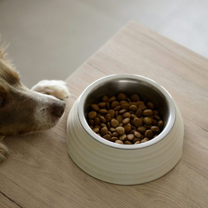 Diet Changes for an Ageing Dog Diet Changes for an Ageing Dog