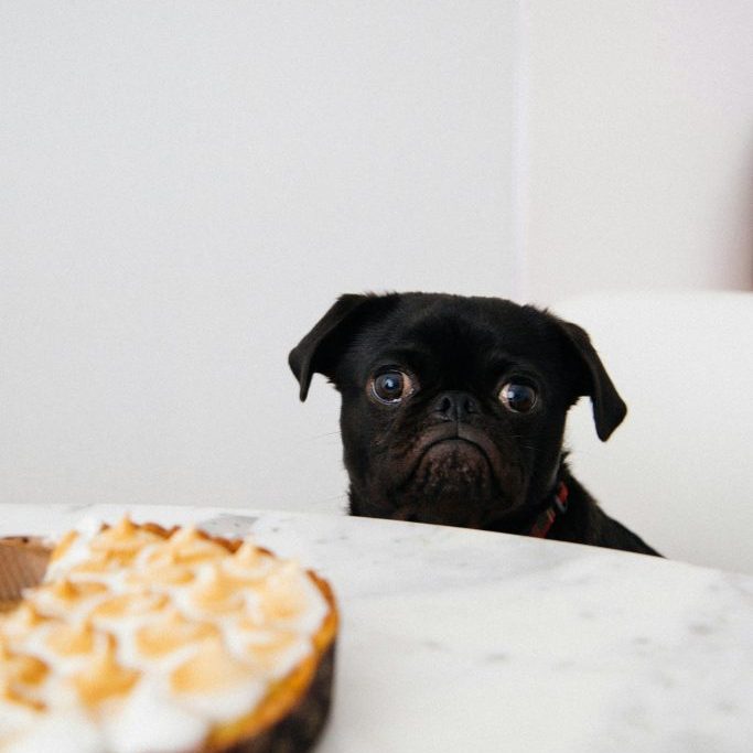 What To Feed Your Puppy What To Feed Your Puppy