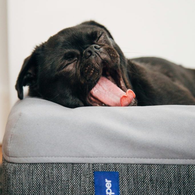 Is A Puppy Right For You? Is A Puppy Right For You?