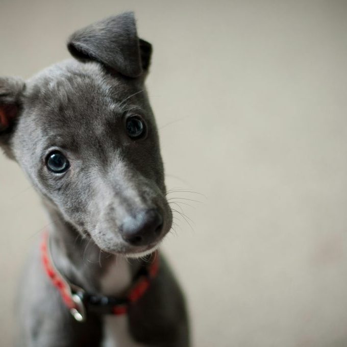 Finding The Right Vets For Your Puppy Finding The Right Vets For Your Puppy