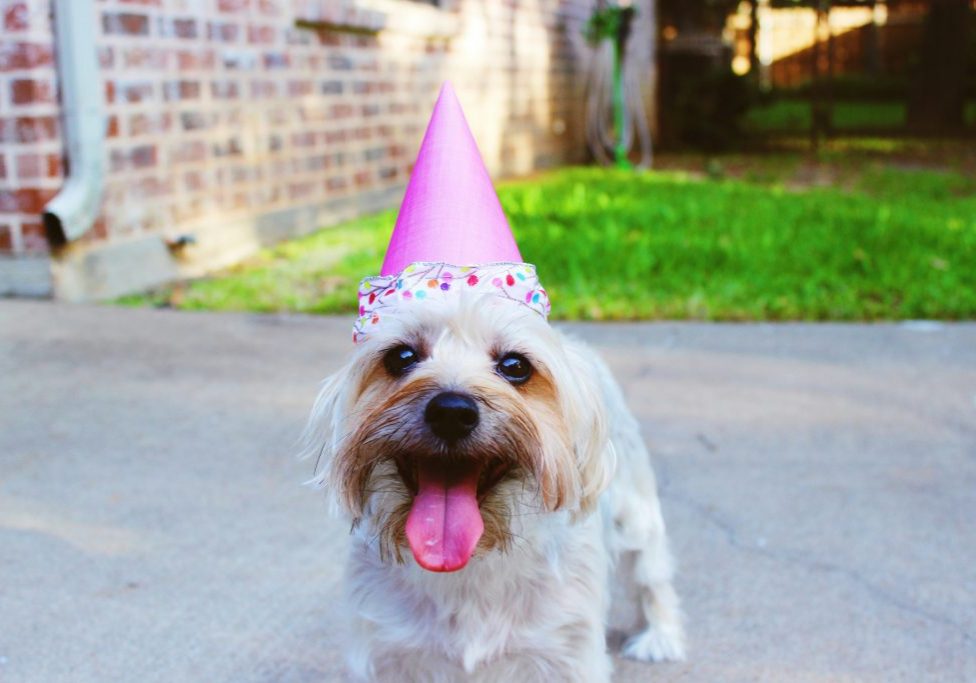 Celebrating Your Dog's First Birthday