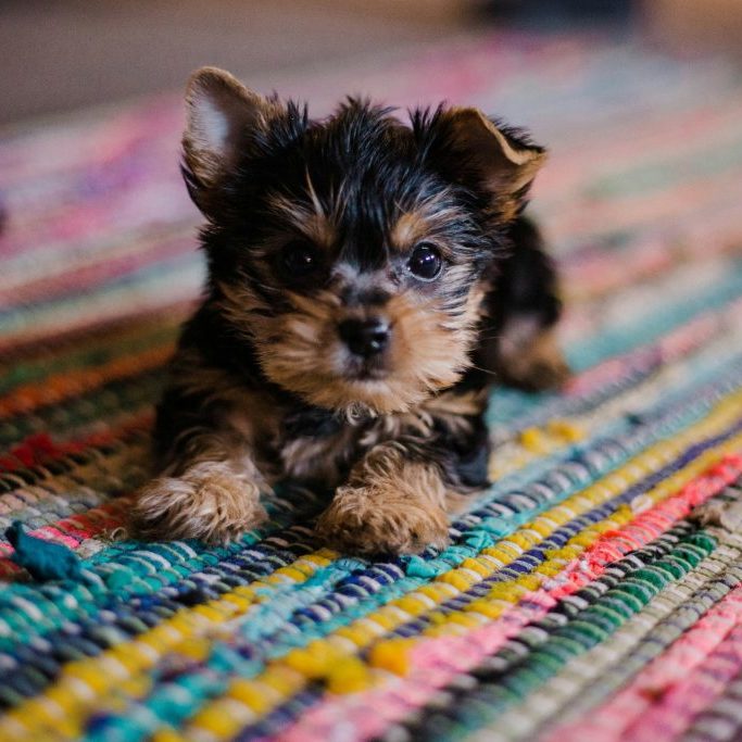 What Are The Costs Of Owning A Puppy? What Are The Costs Of Owning A Puppy?