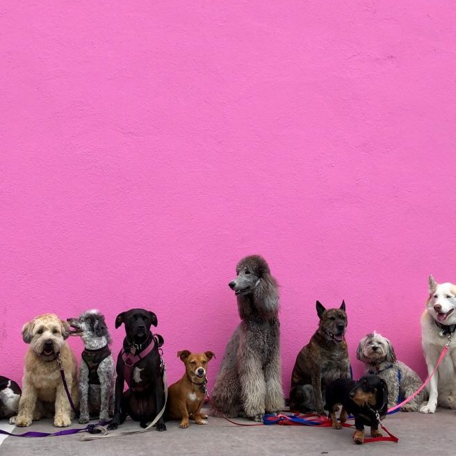 Which Breed Is Right For Me? Which Breed Is Right For Me?