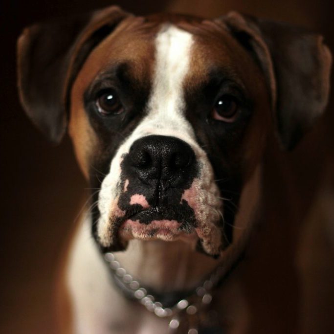 5 Signs Your Dog Is Becoming a Teenager 5 Signs Your Dog Is Becoming a Teenager