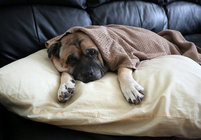 Dealing With The Loss Of Your Dog