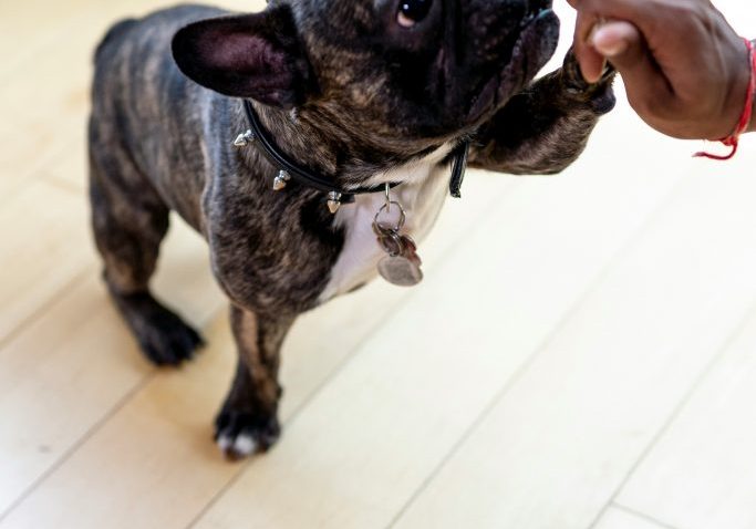 What Your Adult Dog Can & Can't Eat